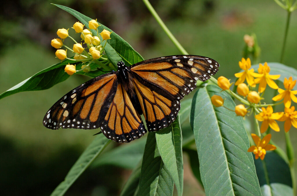 A spread monarch butterfly on a flower